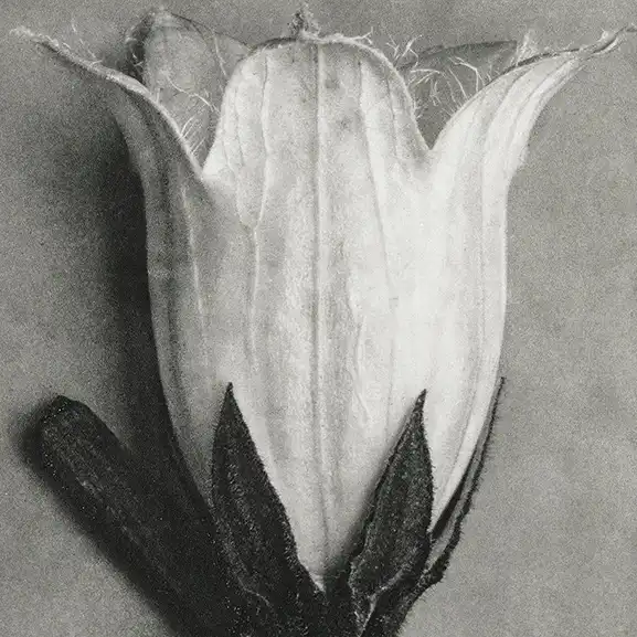 درباره ما تصویر برای خدمت