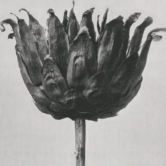 درباره ما تصویر برای خدمت